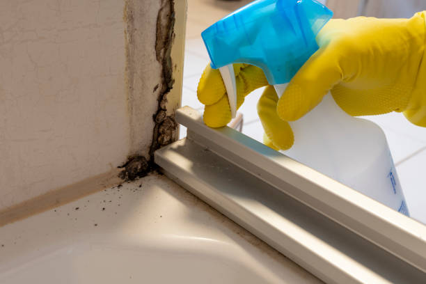 Trusted Polk City, IA Mold Removal Experts